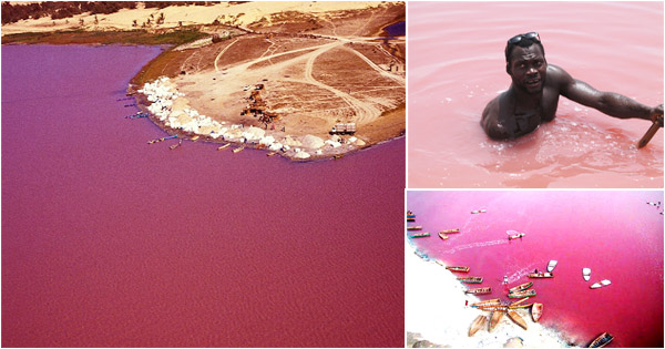The pink lake
